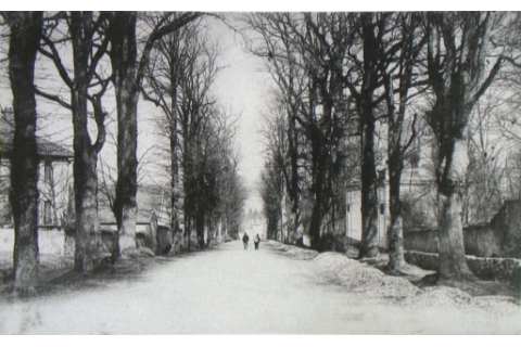 Les ormes séculaires