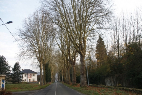 Les ormes séculaires